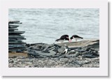 16 palearctic oystercatchers display2 * 1745 x 1151 * (1.93MB)
